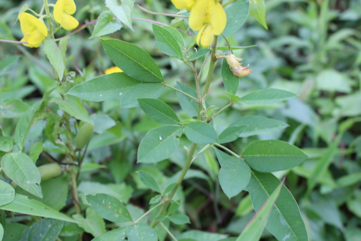 Crotalaria micans Link